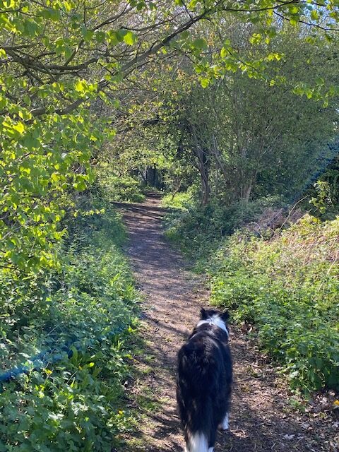 Sammy on a forest path