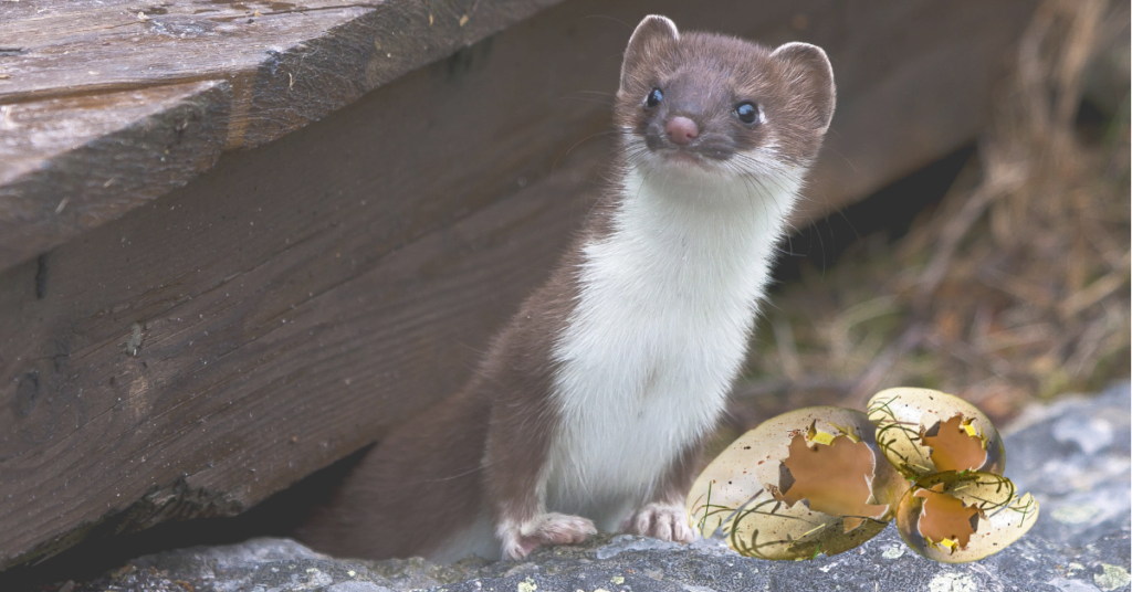 weasel words essay writing