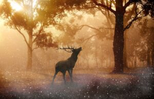 stag in woods
