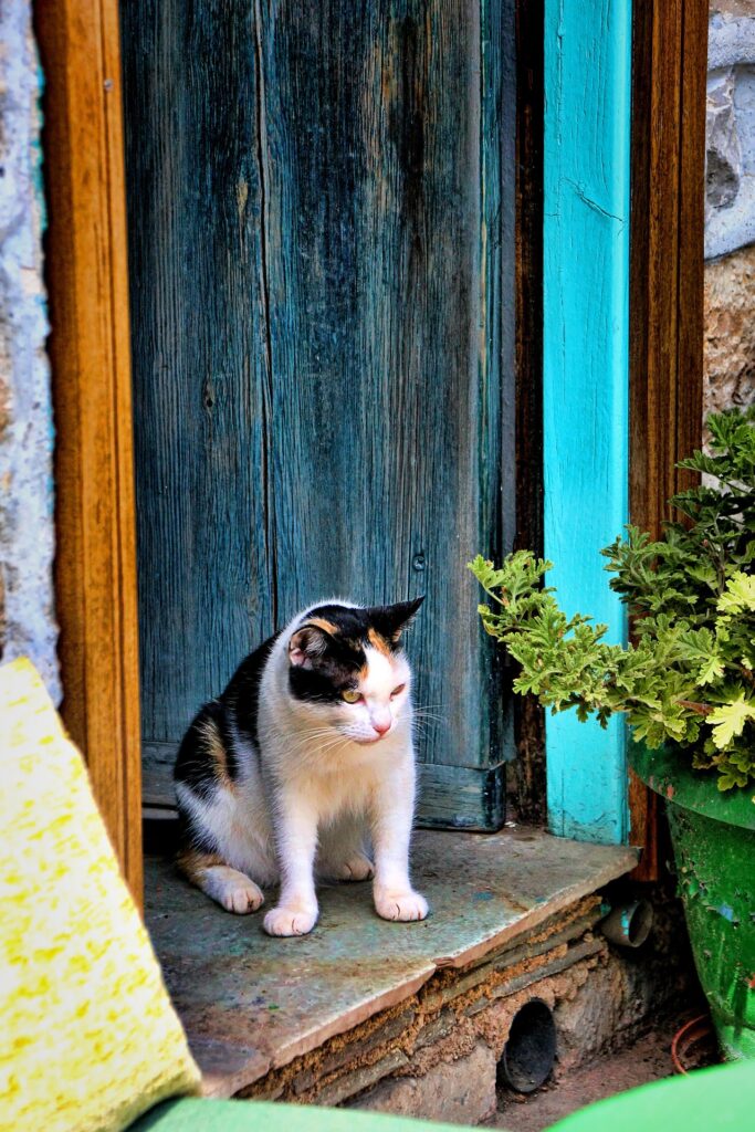 cat in house door way