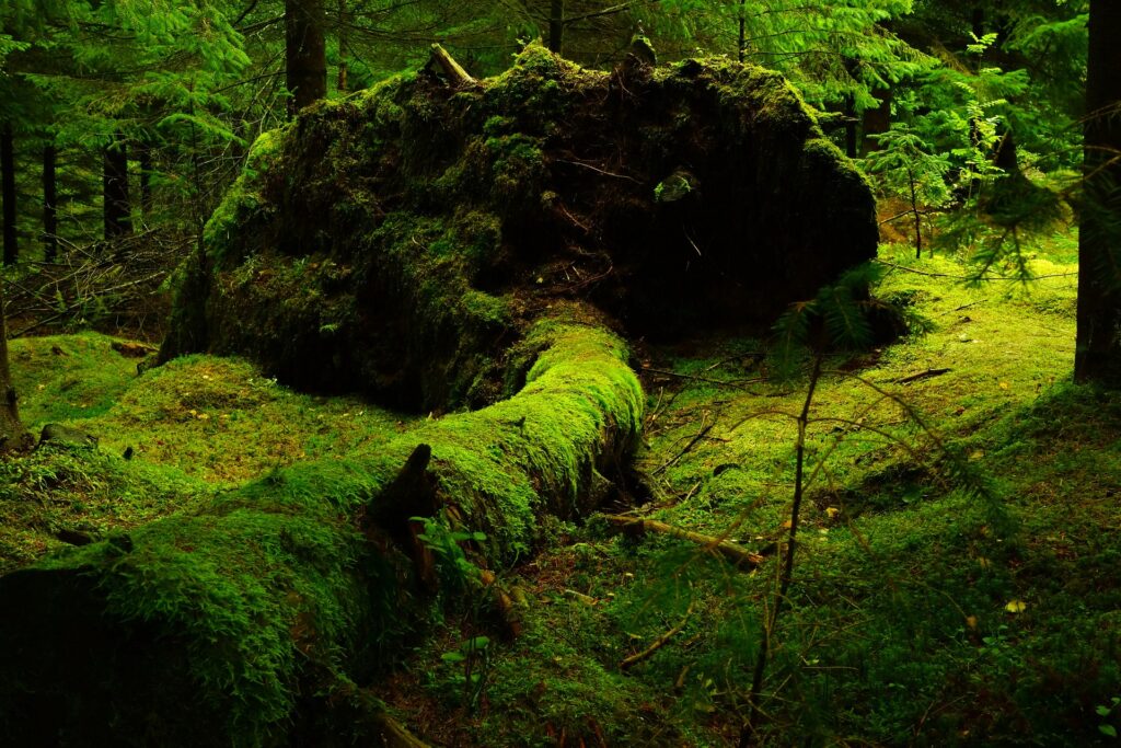 Mossy forest floor