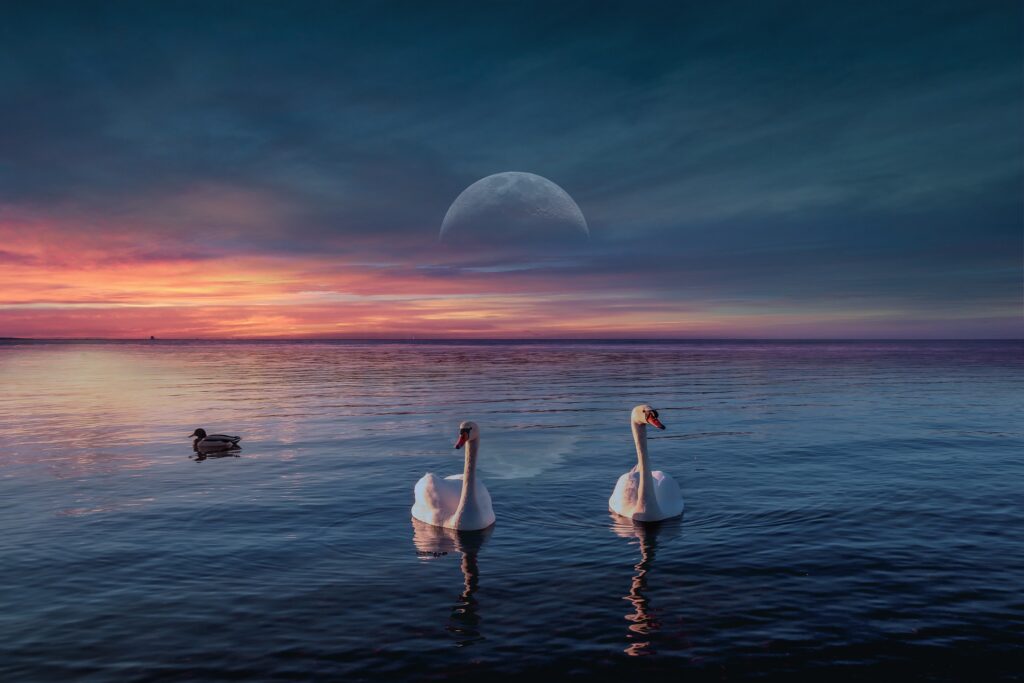 Swans on water at sunset, with a moon rising