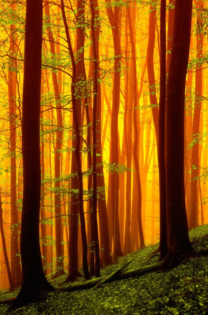 Golden light in a beech forest