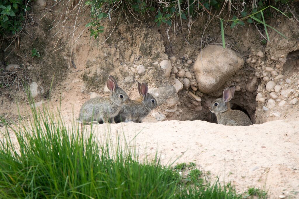Wild rabbits at burrow opening