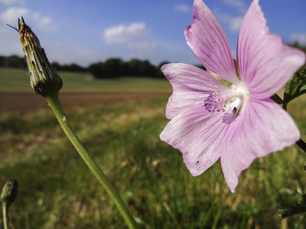 field with flower in foreground