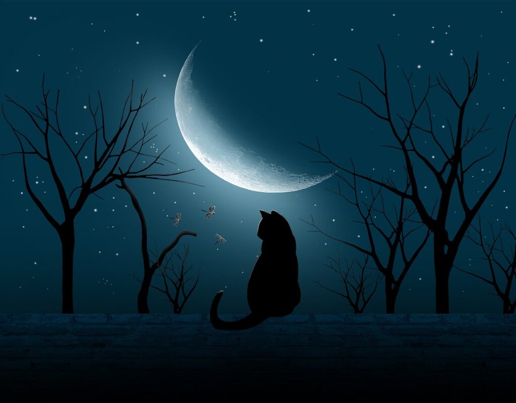 Black cat talking to tiny flying creatures under a winter waning moon.