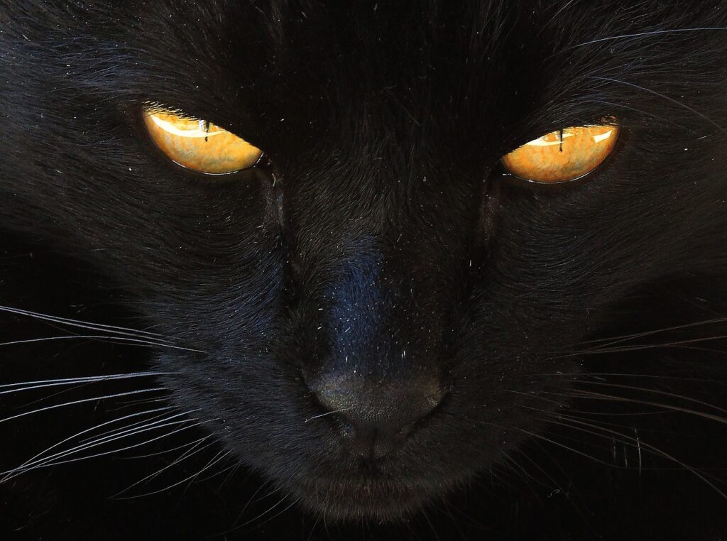 yellow cat's eyes