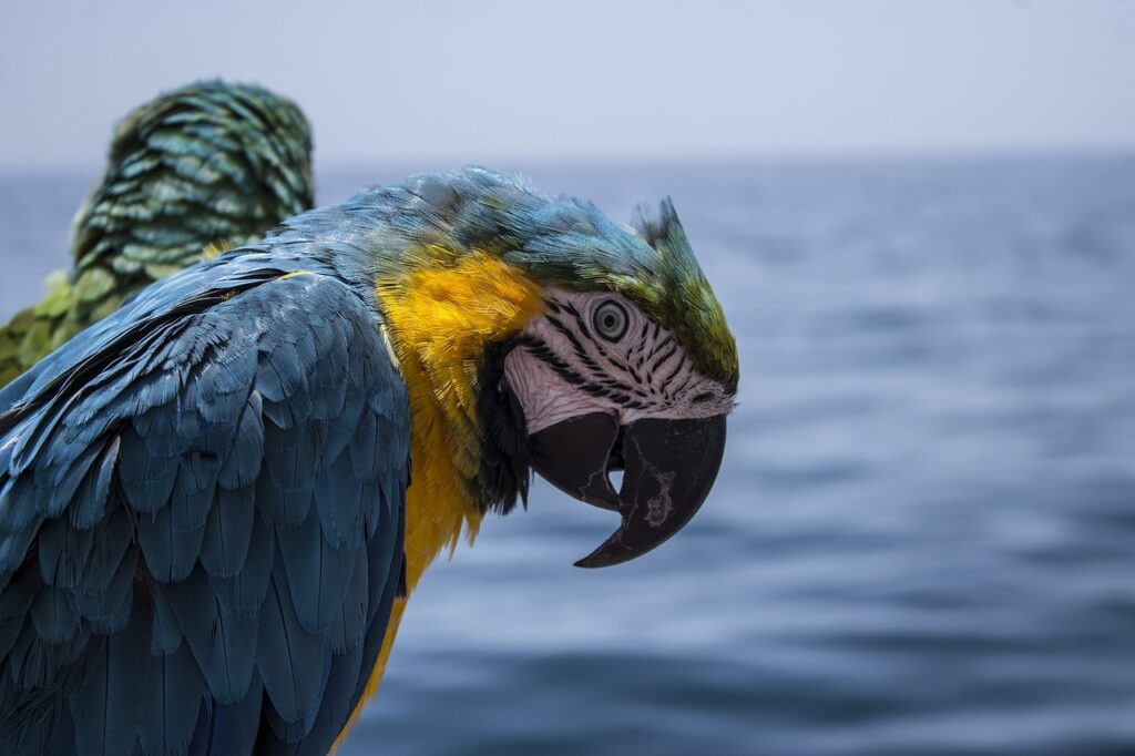 a parrot at sea