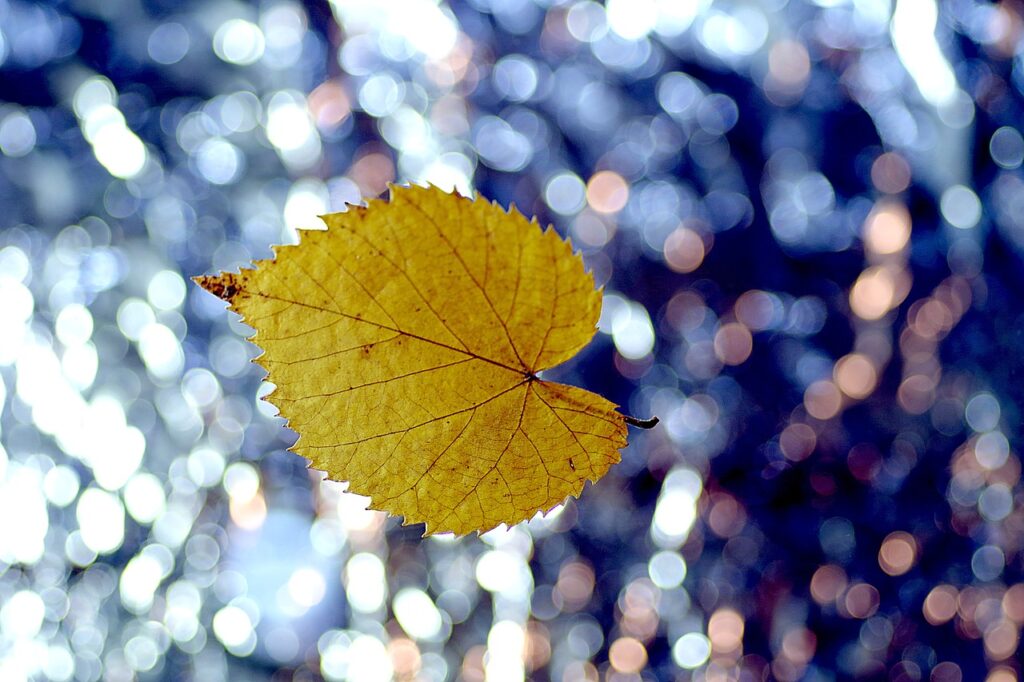autumn leaf on a glistening background