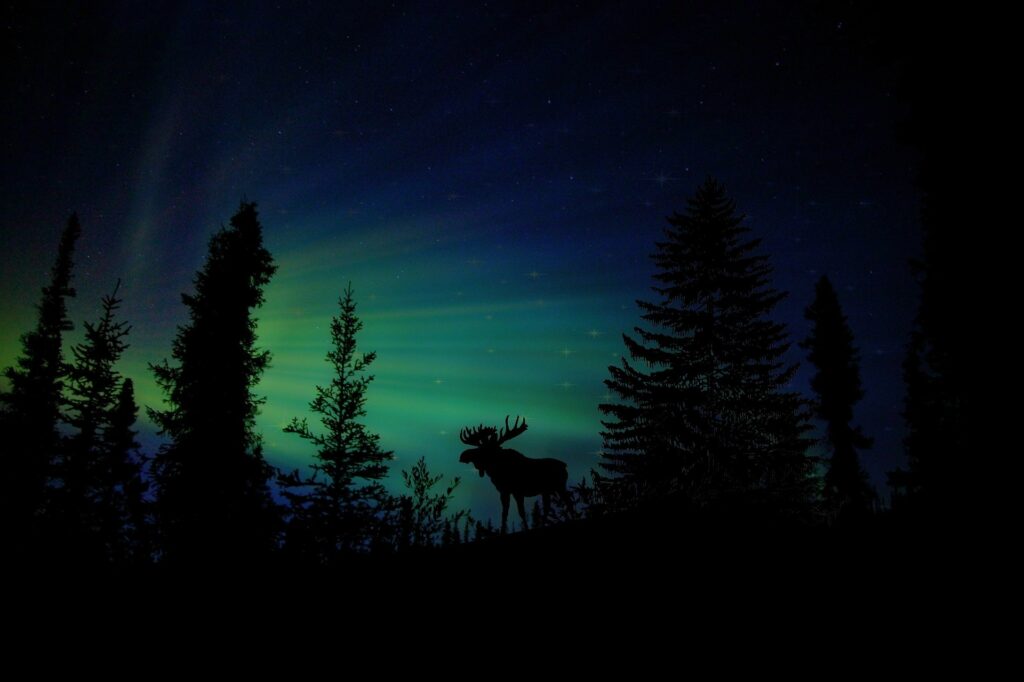 moonlit forest with moose