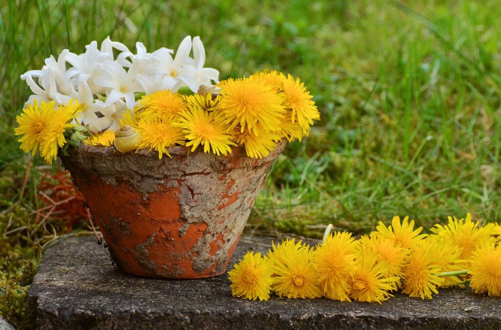 dandelions in a pot from Mrs Coby knocked on the door prompt