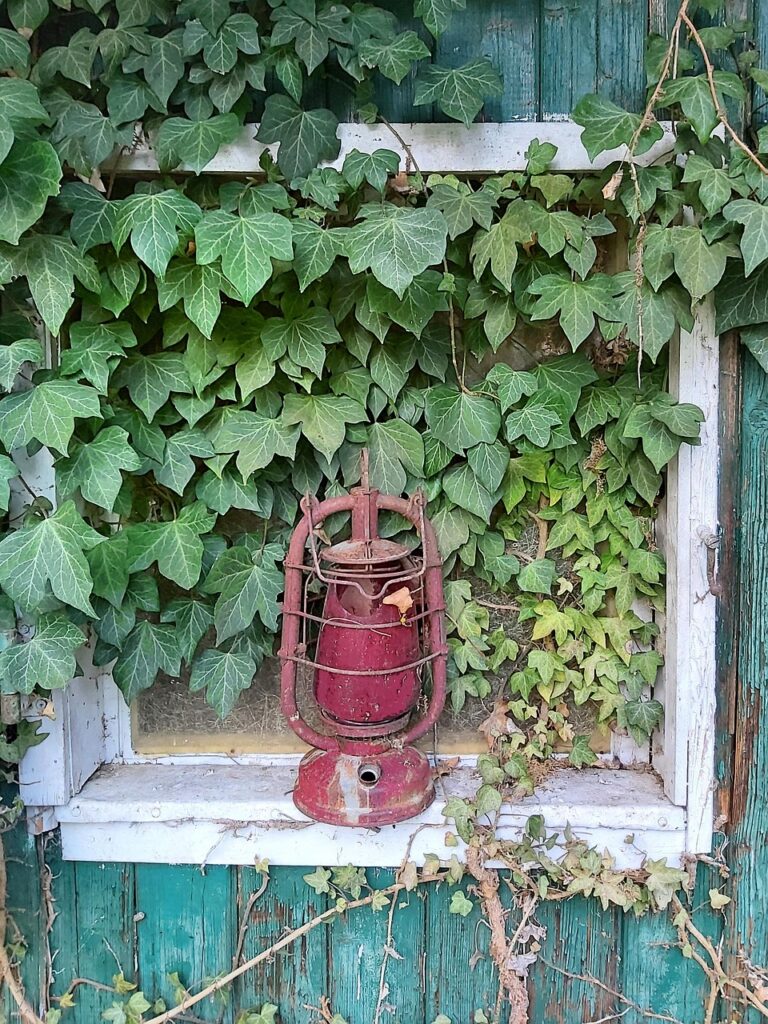 Wilderness garden