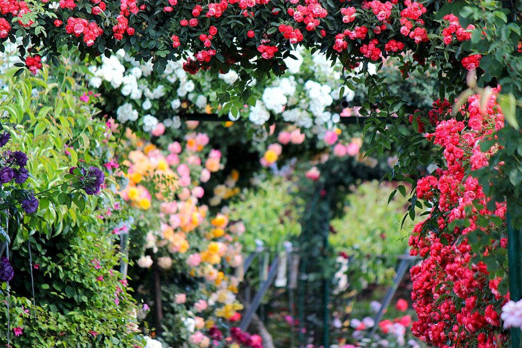 In the rose garden